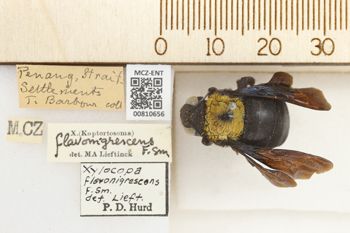 Media type: image;   Entomology 810656 Aspect: labels